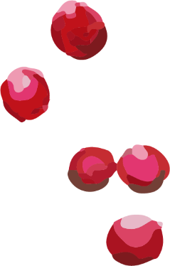 Illustration of redberries
